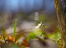 《春分》春分了，天氣漸漸暖起來。草木萬物都生發了，空氣里里濕漉漉甜絲絲的，有一股子好聞的泥土腥味兒。[詳細]