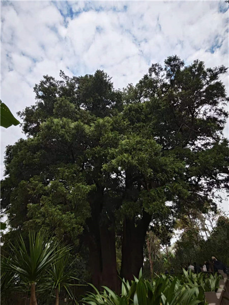 來到翁基古寨，不能不注意到一座寺廟和一棵古樹。寺廟是帕哎冷寺，古樹則是一棵古柏樹。翁基古柏經(jīng)研究鑒定，樹齡在2500年以上，樹根徑圍11米，胸徑3.5米，樹高20余米。相傳翁基后山上有妖龍為惡村里，為解除村民苦難，一佛爺來到村頭打坐誦經(jīng)，點(diǎn)化惡龍。日久天長，惡龍終受感化而變身成為柏樹。它與古寺相伴相生，綠蔭蔽天，村民稱此景觀為“古柏聽經(jīng)”。