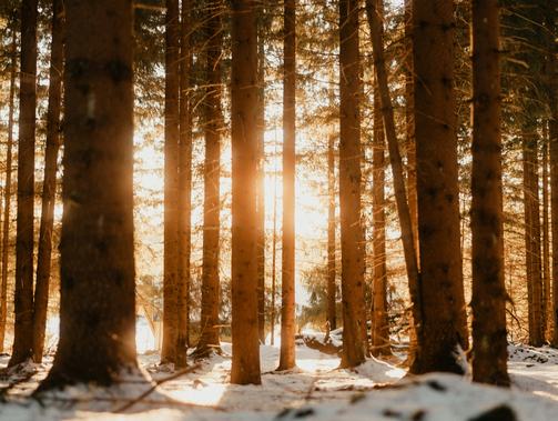 循著日常軌跡，走進情感腹地——2024年散文讀札